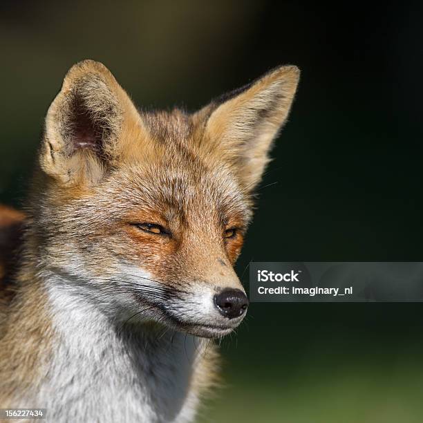 Die Alte Fox Stockfoto und mehr Bilder von Alt - Alt, Alter Erwachsener, Fokus auf den Vordergrund