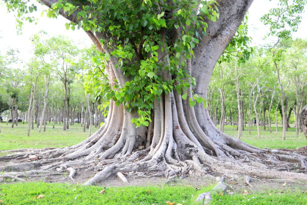 40,000+ Free Bodhi Tree & Tree Images - Pixabay