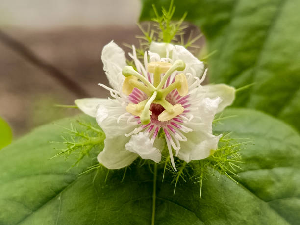 istock Full bloom white flower in the garden 1562309546