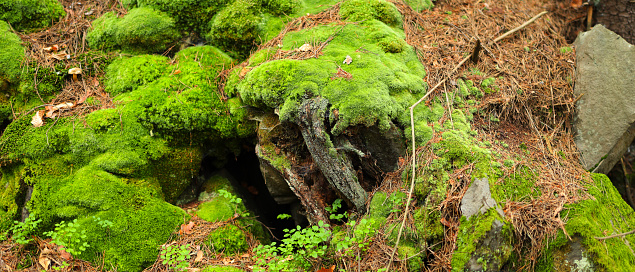 The rock formation is covered in a thick layer of green moss and the moss is growing on the rocks in a way that it forms a natural arch. The rock formation is surrounded by fallen leaves and twigs.