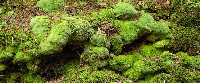 A group of moss-covered rocks in a forest covered in a thick layer of bright green moss