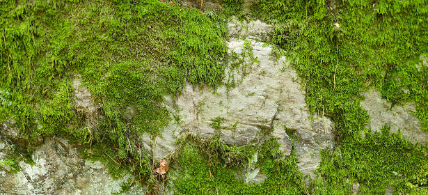 Panoramic view of a bright green moss-covered rock face with patches of light gray rock visible