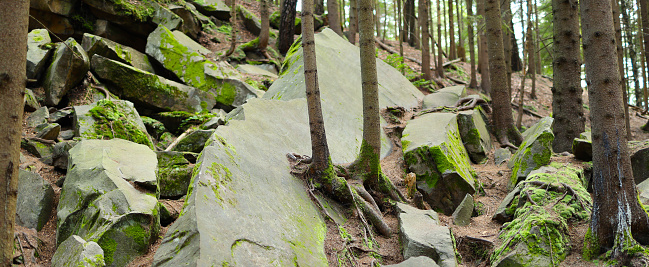 A rocky forest landscape with a large pile of rocks and boulders covered in green moss of varying sizes and shapes