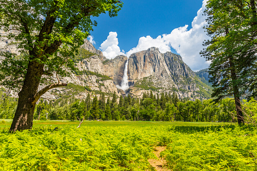 Yosemite Falls peak flow from snowmelt with a path in the field on a sunny summer day in 2023, Yosemite Valley, National Park, California, USA.