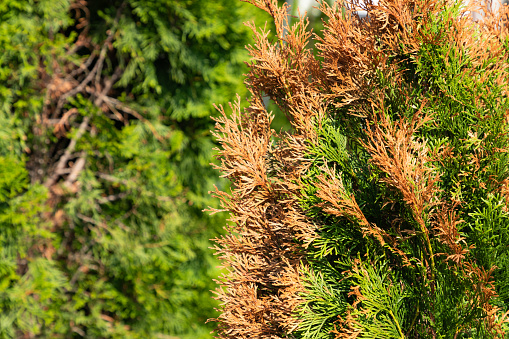 Green coniferous tree with some damaged branches. American arborvitae tree, thuja problems and disease. A thuja, arborvitae tree is drying up, turning yellow and brown.