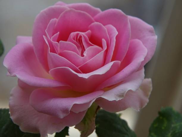istock THE SINGLE PINK ROSE BLOSSOM 1562352401