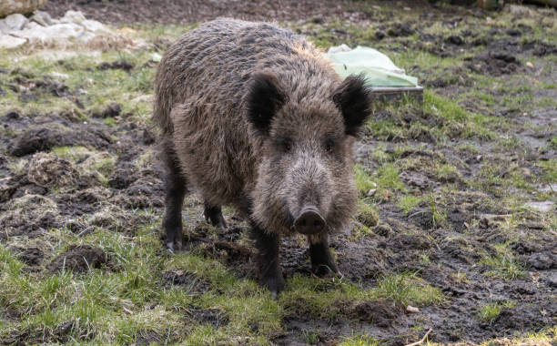 istock Wild boar. Sus scrofa, big wild swine or pig. 1562354034