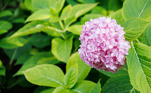 Hydrangea