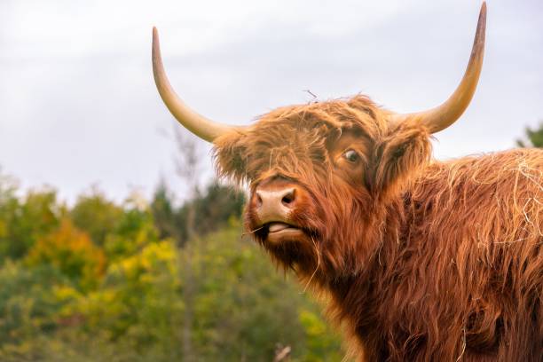 istock Scottish highland cattle standing in a lush green, grassy field 1562360841