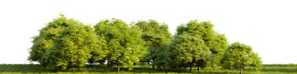 istock Row of trees in a grassy field on white transparent background. 3D rendering illustration 1562366719
