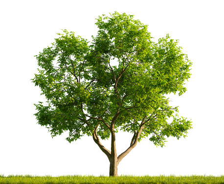 Single Juglans Regia tree in the middle of a grassy field on white transparent background. 3D rendering illustration.