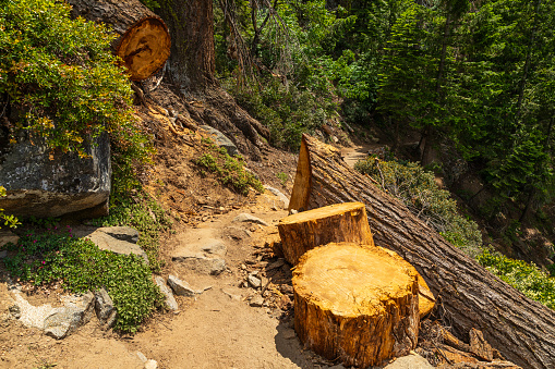 Large tree log cut in half with tree stumps on a nature trail, in Yosemite National Park