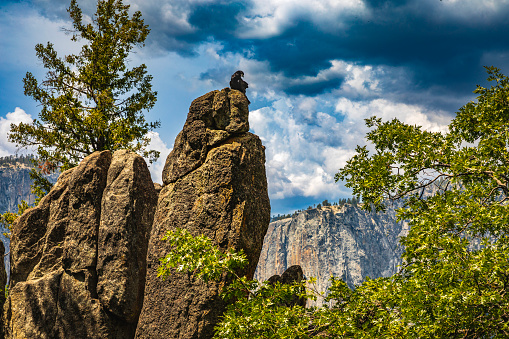 Bird sitting on a rock with storm forming in Yosemite National Park, Yosemite Valley, National Park, California, USA.