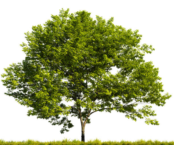 istock Single plum tree in the middle of a grassy field on white transparent background. 3D rendering illustration 1562370490