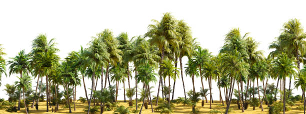 istock Row of palm trees on a sandy beach on white transparent background. 3D rendering illustration 1562374316