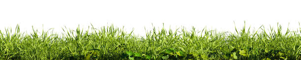 istock Field of tall green grass on white transparent background. 3D rendering illustration 1562386439