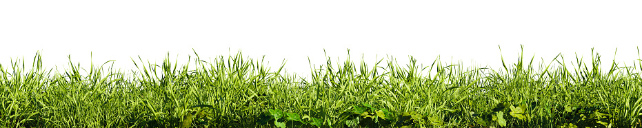 Field of tall green grass on white transparent background. 3D rendering illustration.