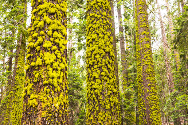 Tall pine trees covered in bright green moss with golden light shining through. Photographed in Yosemite Valley National Park.
