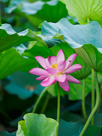 lotus water lily flower in water with sunshine