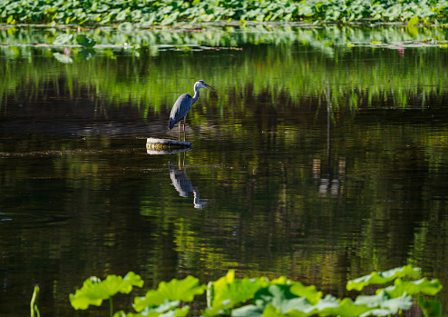 Water birds resting on the island