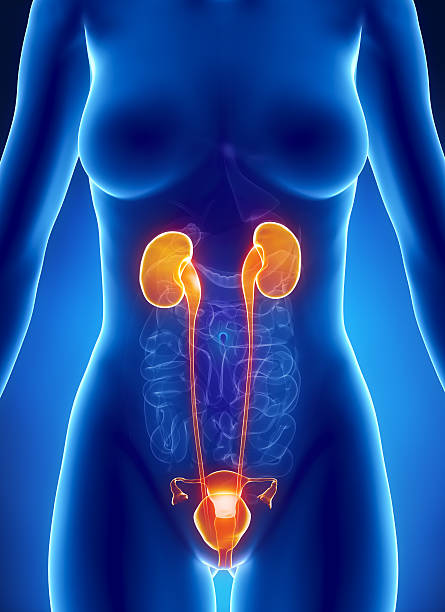 Anatomy of female RENAL system x-ray view Anterior view of female torso,  bladder, ureters, kidneys, and guts ureter stock pictures, royalty-free photos & images