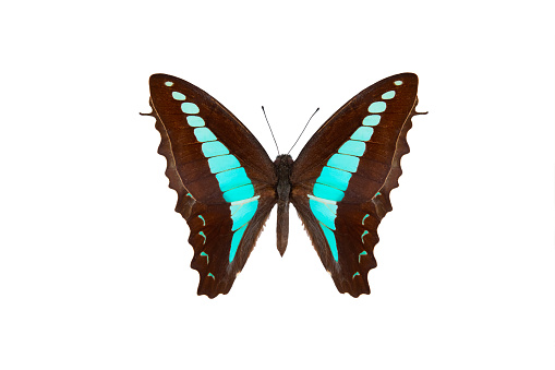 Prepona laertes, the shaded-blue leafwing, black blue butterfly in the nature habitat. Prepona laertes sitting on the green leave in the tropic forest junge, Costa Rica wildlife. Blue butterfly.