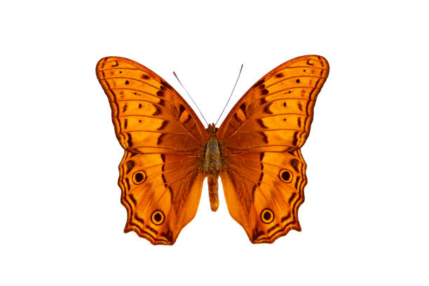 istock common cruiser butterfly (vindula erota) isolated on white background 1562416269