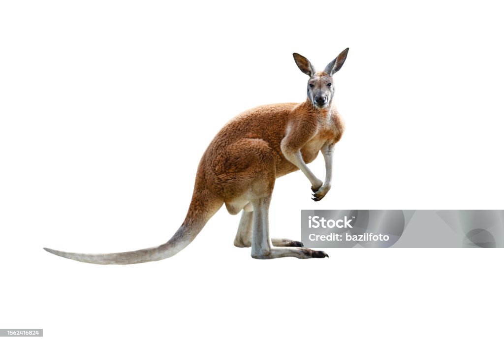 canguro rosso isolato su sfondo bianco - Foto stock royalty-free di Canguro canguro rosso isolato su sfondo bianco - Foto stock royalty-free di Canguro