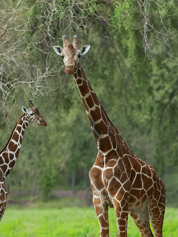 two giraffes on the background of the forest