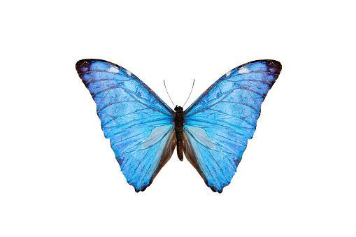 blue butterfly (morpho adonis) isolated on a white background
