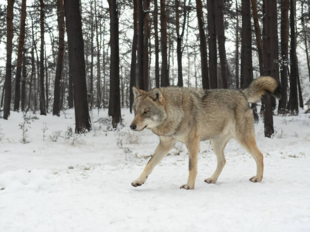 istock gray wolf walking on the road in the forest 1562417903