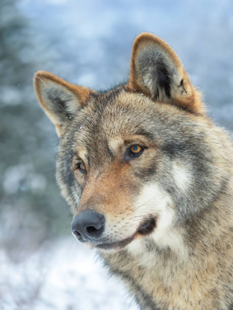 istock portrait of a gray wolf in the forest 1562417904