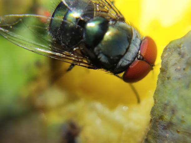 istock fly with red eyes pose 2 - macro photography 1562418958