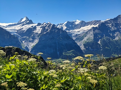Nice view above grindelwald towards fischerhhorn schreckhorn and eiger. Hiking from First to Faulhron. High quality photo