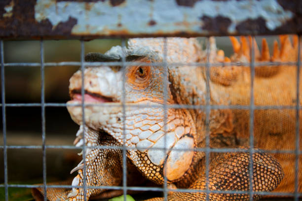 istock Close-up of iguana in the cage 1562427068