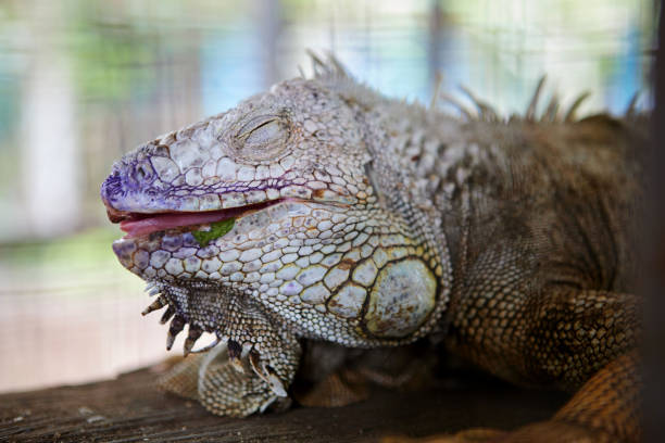 Close-up of iguana in the cage