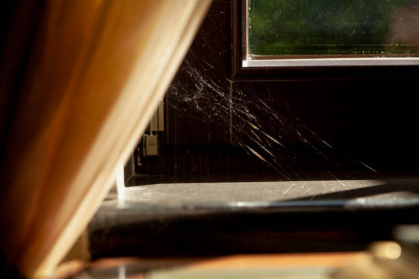 istock Cobweb in corner of modern window close up 1562440171