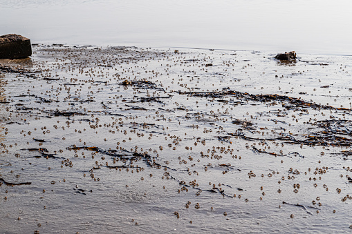 Small sand crabs foraging on the beach