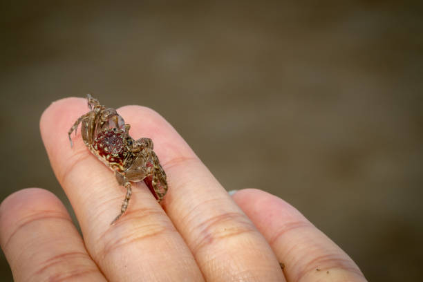 istock Small sand crabs foraging on the beach 1562442797