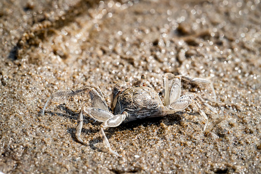 Small sand crabs foraging on the beach