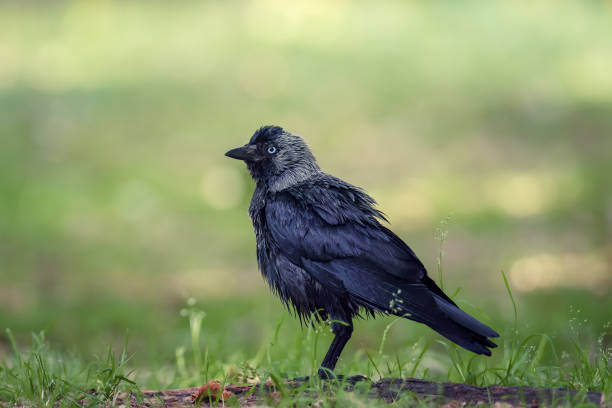 istock Funny juvenile Eurasian Jackdaw 1562457739