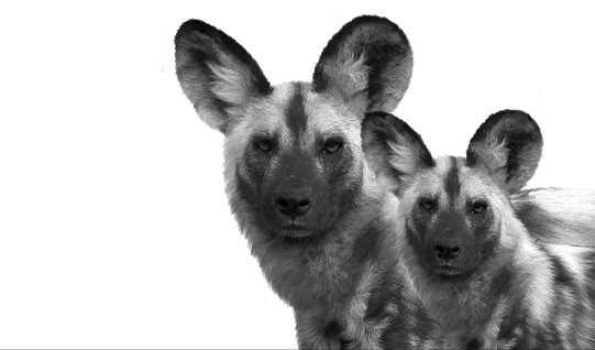 Mother And Baby Wild Dog Closeup Isolated In The White Background