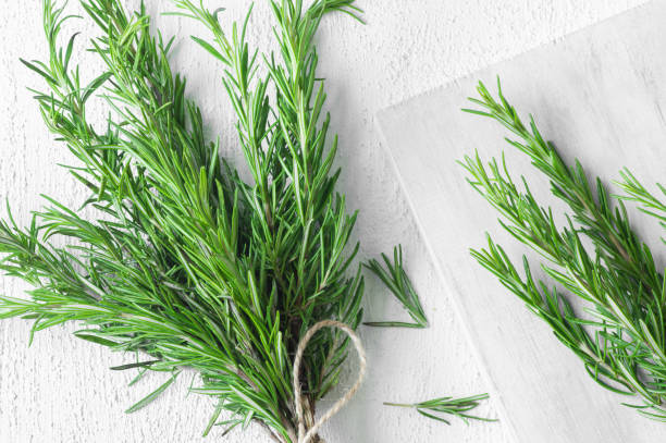 istock Rosemary twig on rustic background, salvia rosmarinus 1562494562