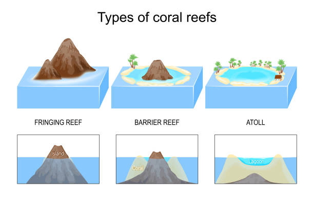 ilustrações, clipart, desenhos animados e ícones de tipos, e estrutura de recifes de corais e ilhas. - sea life centre