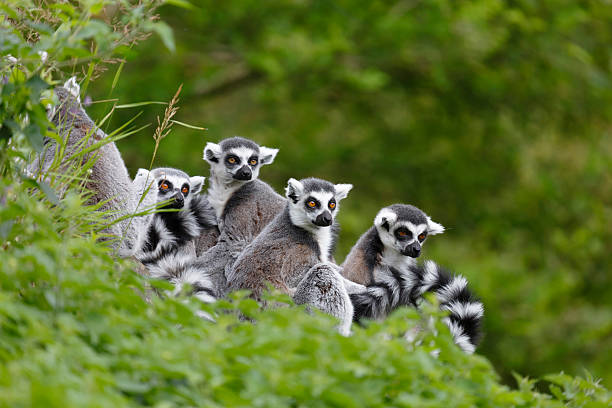 istock Lemur family 156250387