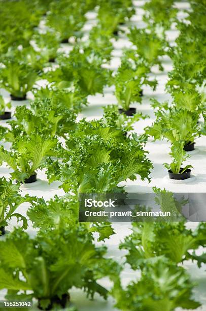 Foto de Legumes Sobre Hidropônica e mais fotos de stock de Agricultura - Agricultura, Alface, Biotecnologia