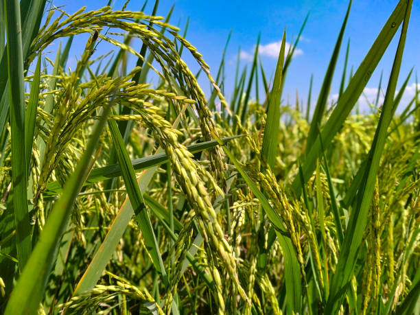 istock Almost harvested rice field (paddy field) with a clear blue sky 1562511097