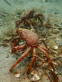 australische-riesenspinnen.jpg?b=1&s=170x170&k=20&c=sUL-bxHb9QK5SapXk4KOd9FgYa-Hof16AgwJo7tD9ec=