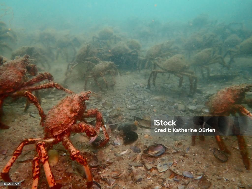 Australian Giant Spider Crabs Stock Photo - Download Image Now - Animal