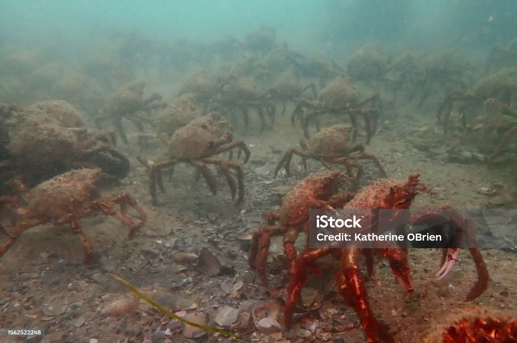 Australian Giant Spider Crabs Stock Photo - Download Image Now - Animal